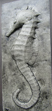 Load image into Gallery viewer, Large Seahorse Hand Made Concrete Sculpture Designer Tile
