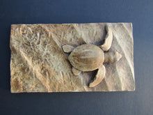 Load image into Gallery viewer, Turtle Hatchling Wallsculpture
